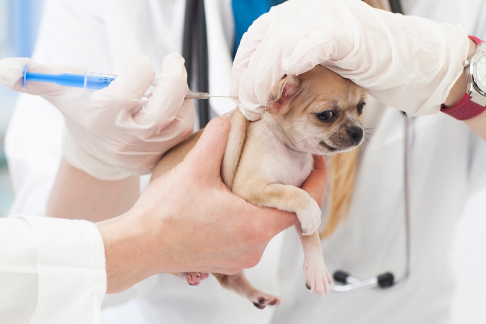 狂犬病ワクチンって絶対打たないとダメ 副作用と予防接種の免除について 横浜市港南区にある動物病院オーシャンズペットケアセンター